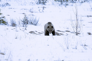 a male grizzly bear roaming around his territory in northern finland on a very cold and snowy aftern
