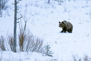 a male grizzly bear roaming around his territory in northern finland on a very cold and snowy aftern