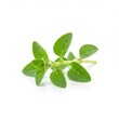 © Tafique Ahmed - Fresh oregano sprig isolated on white background