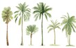 © dhita - Watercolor illustration of various palm trees with green fronds on a white background.