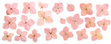 Dry pink hydrangea flowers isolated on a transparent background; PNG