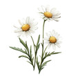 © Zizak - My Watercolor illustration, chamomile branches painting illustration isolated on a white background, illustration, AI painting design, vector illustration set, eps format
