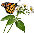 © MOTOKO Stock - Common milkweed with monarch butterfly, isolated on transparent background for nature-themed projects and educational materials.