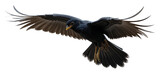 Asian Koel in flight, wings spread with glossy black feathers.
Natural posture, high detail, on transparent background.