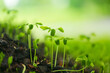 © banjongseal324 - Small green seedlings in the rainy season,Young Plant Coffee tree rainy season,Seedlings that are planted and growing, in the rainy season on green blur background, Concept of global warming.