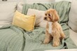 © New Africa - Cute Maltipoo dog on sofa at home