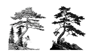  nazimrocks2024_Eastern_Hemlock_Tree_Silhouettes_for_Rocky_Mou_55665d75-4a73-4776-84e9-dae1443d9156_2