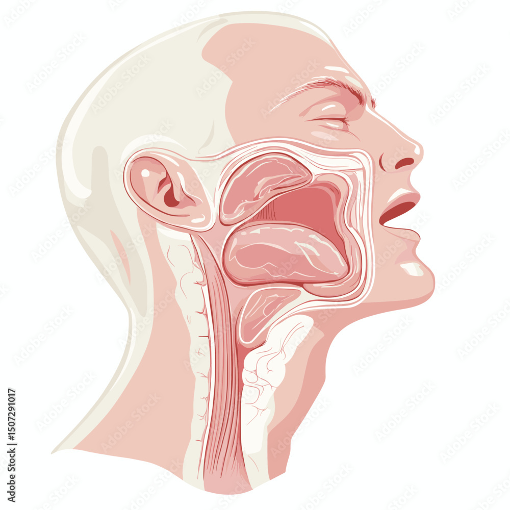 Human Head Anatomy Illustration Showing Nasal and Oral Cavities in ...