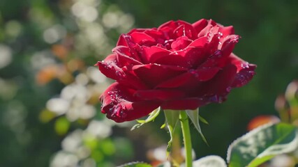 Wall Mural - Close Up of a Red Rose with Water Droplets in Natural Light Garden Setting