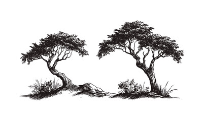  Sparse forest design with Highland Ironwood silhouettes, dry terrain canopy, rocky wilderness scene, engraved vintage clipart, durable tree vector illustration, outdoor forest landscape art.
