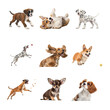 © Asif - Various dog breeds including corgi, dalmatian, boxer, chihuahua, and spaniel isolated on transparent background