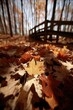 © Alexej - A vertical shot captures a trail in Virginia's Hungry Mother State Park on a sunny autumn day