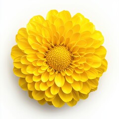 Wall Mural - vibrant yellow flower close-up on a white background