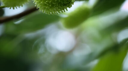 Immature rambutan fruits hanging on a tree branch, showcasing their unique green spiky texture and vibrant color in the tropics.
