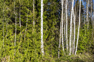 Wall Mural - birch trees in green forest on sunny spring day