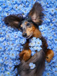 © Sergey Bogomyako - Close up view of a cute longhair dachshund dog lying on its back and looking up, lying on a bed of a blue delphinium flowers