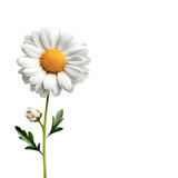 Close up photograph of a single fresh white daisy flower with a bright yellow center captured against a pure white background with minimal distractions