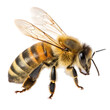© Rehana - Honeybee closeup isolated on a white background ai generated png