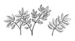 © Bali Adventure Co - Hand Drawn Botanical Illustration Elegant Sprigs with Detailed Leaves Nature Sketch Floral Design