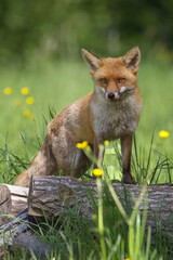 Poster - a close up portrait of an alert red fox, vulpes. It stands on a old tree trunk in a field and is surrounded by out of focus yellow buttercups