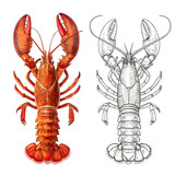 Lobster Anatomy: Detailed Illustration and Realistic Rendering on transparent background