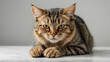 © Ahmad Bilal Zafar - 3d cat on a white background, domestic fur isolated kitty pets with white background