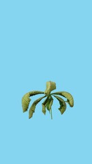 Wall Mural - Drying Chestnut tree leaf against blue CHROMA key background, vertical orientation
