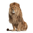 © kashem - Majestic male lion sitting isolated on transparent background