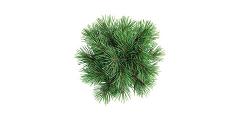 Wall Mural - pine branch cluster. natural evergreen foliage for holiday decor isolated on transparent background