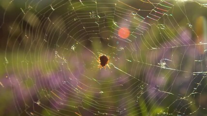A spider sits in the center of its web against a summer field, glowing in warm sunset light. Silken threads sparkle in the sun, evoking a sense of fragile beauty.