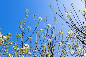 Wall Mural - twigs with cherry blossoms and sky in background