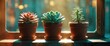 © Lasvu - Three succulent pots positioned on a sill, bathed in light. There is blank space for text.