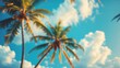 © Lasvu - Blurred beautiful palm leaf on blue sky with white clouds for background or wallpaper, copy space off summer vacation concept