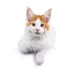 Poster - Cute white with red Maine Coon cat kitten, laying on edge facing front. Looking to camera with cute head tilt. Isolated on a white background.