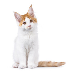 Poster - Cute white with red Maine Coon cat kitten, sitting up facing front. Looking beside camera with cute head tilt. Isolated on a white background.