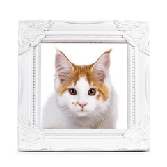 Poster - Cute white with red Maine Coon cat kitten, laying in white image frame. Looking to camera. Isolated on a white background.