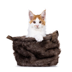 Poster - Cute white with red Maine Coon cat kitten, sitting in brown faux fur basket with paw on edge. Looking to camera with cute head tilt. Isolated on a white background.
