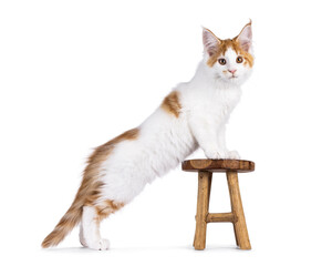 Poster - Cute white with red Maine Coon cat kitten, standing with front paws on little wooden stool. Looking to camera with cute head tilt. Isolated on a white background.