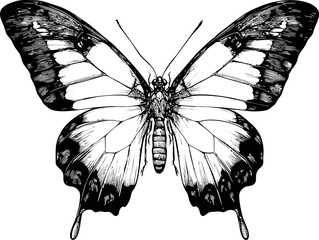 Poster - Intricate black and white butterfly illustration with detailed patterns. Vector illustration