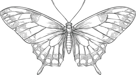 Poster - Detailed line art of butterfly with open wings, intricate pattern illustration. Vector illustration
