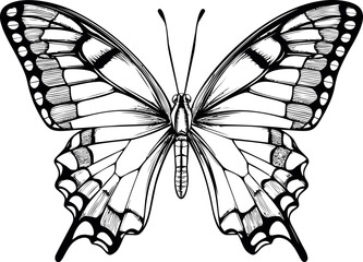 Poster - Detailed black and white butterfly illustration, line art. Vector illustration