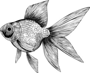 Poster - Intricate black and white illustration of a graceful goldfish, pen drawing style. Vector illustration