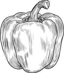 Poster - Black and white illustration of a bell pepper with detailed line work. Vector illustration