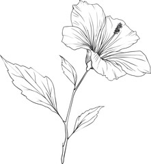 Poster - Black and white outline drawing of hibiscus flower with leaves, botanical illustration. Vector illustration
