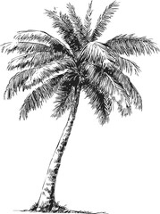 Poster - Black and white hand-drawn detailed illustration of a tall palm tree. Vector illustration