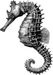 Poster - Detailed black and white illustration of a seahorse with intricate patterns. Vector illustration