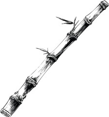 Poster - Black and white detailed sketch of a bamboo stalk with leaves, artistic illustration. Vector illustration