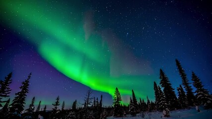 Wall Mural - Northern Lights dancing over pine trees
