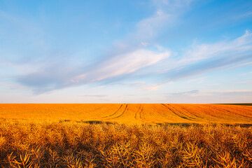 Poster - Ripe rapeseed is ready to be harvested in soft evening light and a pastel-hued sky.