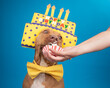 © RooM The Agency - Portrait of an american pit bull terrier wearing a bow tie and party hat with candles and the words happy birthday